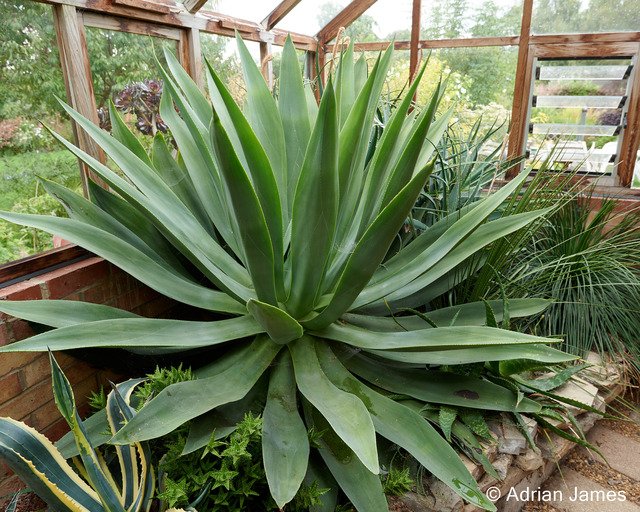 Agave celsii growing in the galsshouse